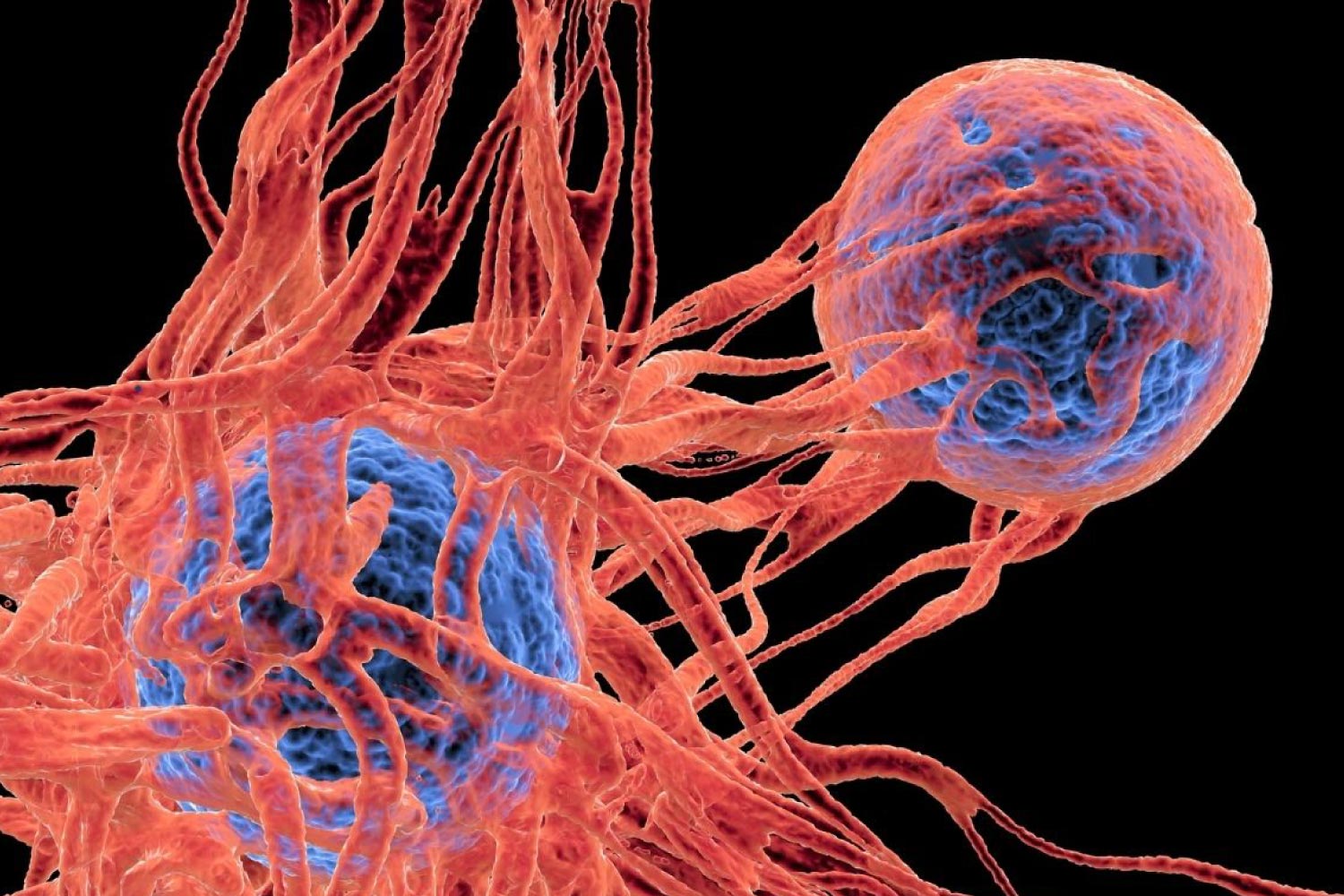 nk-cell
